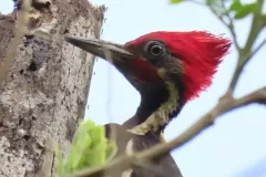 Pajaro-Carpintero