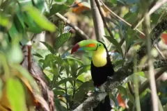 Tucan