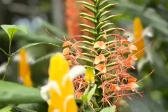 flor-amarilla-naranja