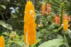 flor-amarilla