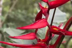 flor-roja