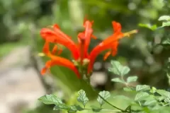 flor-roja1