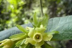 flor-verde