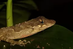 lagartija