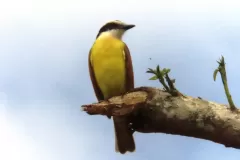 pajaro-amarillo