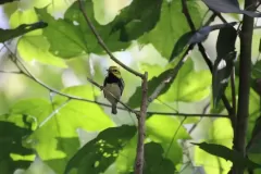 pajaro-amarilo-negro