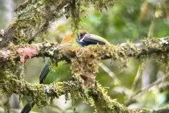 pajaro-arbol