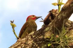 pajaro-cafe-rojo