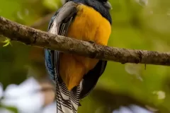 pajaro-negro-naranja1