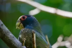 pajaro-negro