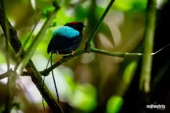 pajaro-turquesa