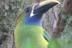 pajaro-verde