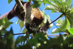 pizote