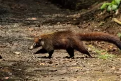 pizote1