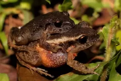 rana