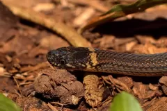 serpiente