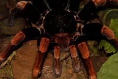 tarantula